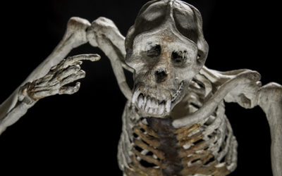 Squelette d’Orang-Outan