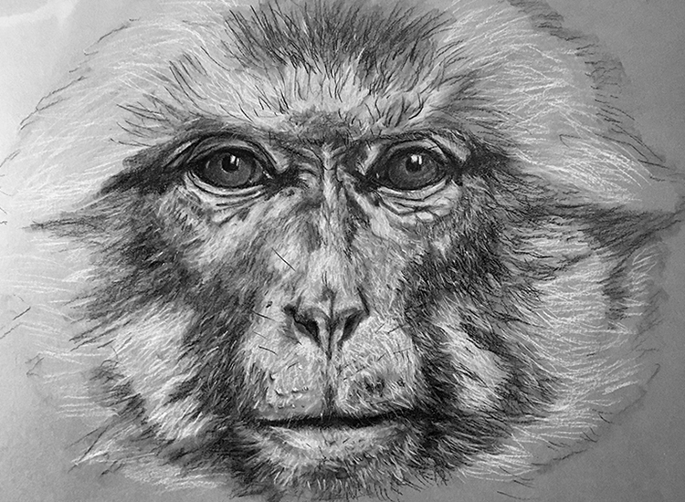 Le Macaque